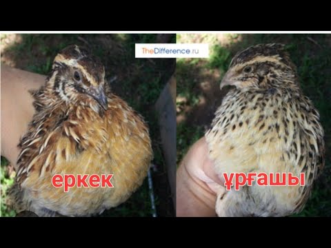 Видео: Бөдене балапандарын қанша күнде Еркек Ұрғашы екенін анықтауға болады 80,.90 % га