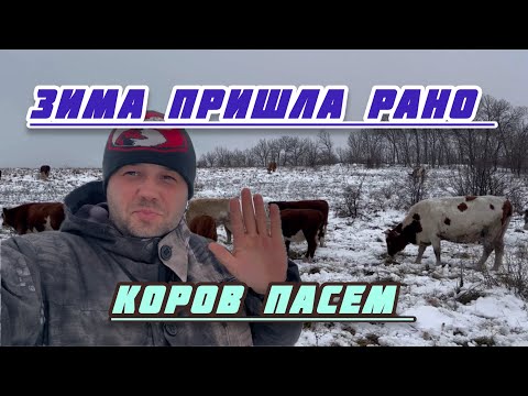 Видео: Пасём коров. крс зимой