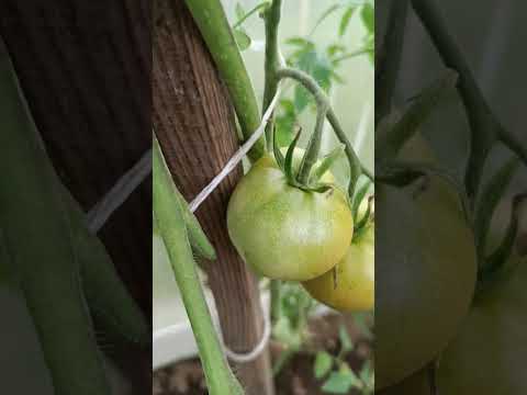 Видео: 27 октября 2025 г.