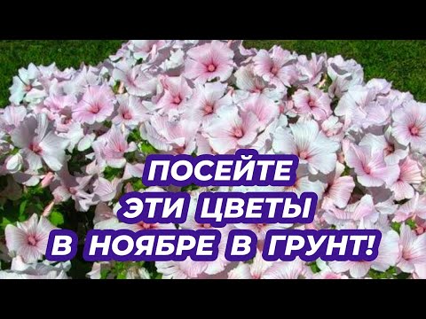 Видео: ЧТО ПОСЕЯТЬ В НОЯБРЕ? Сею в ноябре эти 3 неприхотливые растения чтобы не сеять их на рассаду весной!