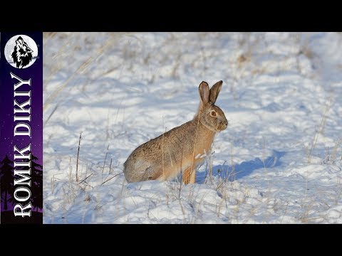 Видео: Охота на зайца. Закрытие сезона. Заячье Эльдорадо.