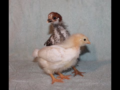 Видео: Лечение  закупорки зоба у кур-несушек в домашних условиях.