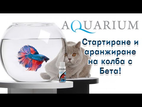 Видео: Стартиране и аранжиране на аквариум колба с рибка Бета