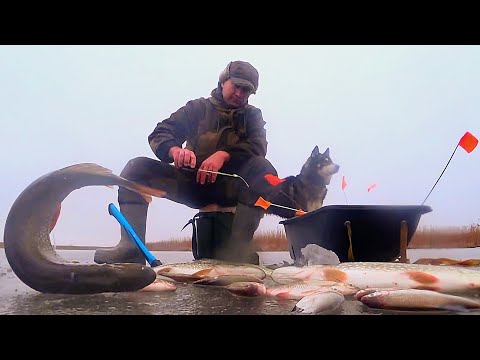 Видео: ДИКИЙ ЖОР БЕЛИ И ЖАДНОСТЬ ЩУК. РЫБАЛКА С НОЧЕВОЙ БЕЗ ПАЛАТКИ. Поймал рыбу и сразу жарю.