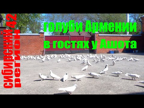 Видео: ГОЛУБИ АРМЕНИИ В ГОСТЯХ У АШОТА.