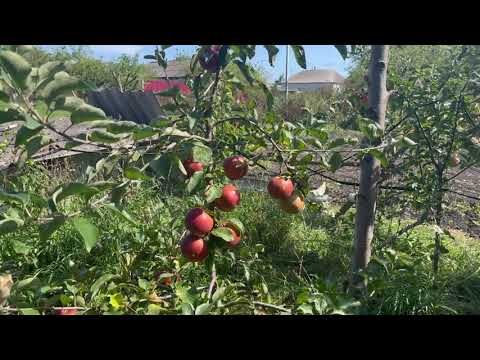 Видео: Яблоня ред джонапринц на подвое  м106 на 06.09.23 год