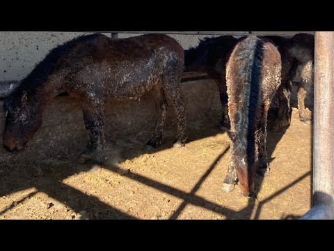 Видео: Жылқы бордақылау 6