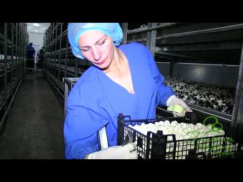Видео: КФХ "Грибная страна", вакансии - работа в Барановичах