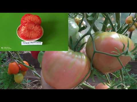 Видео: Томаты 2021 . ЛУЧШИЕ КОЛЛЕКЦИОННЫЕ СОРТА.Часть 1./Best Collectible of tomatoes