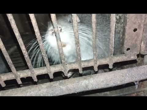 Видео: До приміщення , де утримую нутрій , завітали щурі 