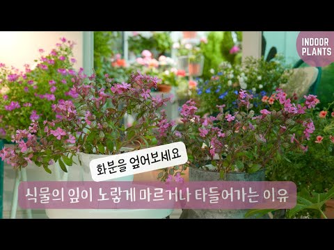 Видео: Причины, по которым сохнут и горят желтые листья и как их решить (Случаи 3-х видов растений)
