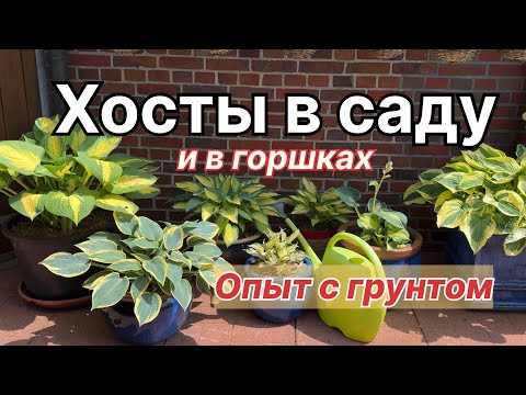 Видео: Хосты в саду и контейнерах 🌿 Мой опыт, грунт и защита от слизней
