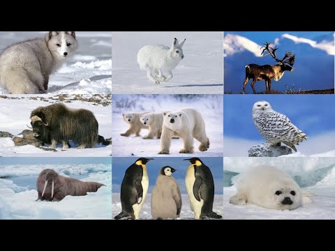 Видео: РЕБЯТАМ О ЗВЕРЯТАХ | НА СЕВЕРЕ | МУЛЬТИК ПРО ЖИВОТНЫХ | для детей | развивающее видео|Слушать онлайн