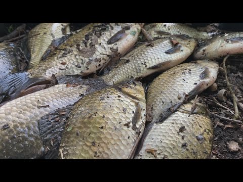 Видео: Тихий світанок і гучний кльов! Ловимо ранкового карася.
