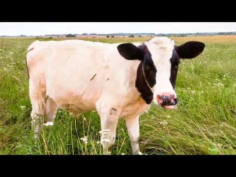 Видео: Часть 2. Гостим в деревне у т. Люси и д. Коли. Август 2025🥰