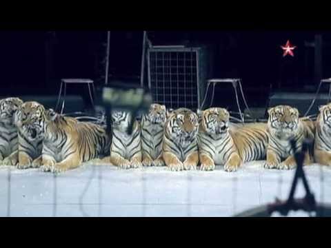 Видео: «ЛЕГЕНДЫ ЦИРКА С ЭДГАРДОМ ЗАПАШНЫМ» - Николай Павленко
