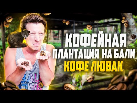 Видео: Балийский кофе | Как производят кофе лювак | Кофейная ферма на Бали