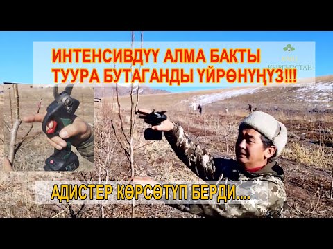 Видео: МОЛ ТҮШҮМ АЛАМ ДЕСЕҢ, АЛМАНЫ ТУУРА БУТАГЫҢ!!! адистер кеңеш берет...☝️