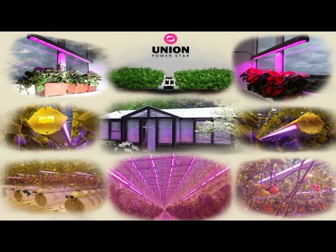 Видео: Выращивание растений в домашних условиях под ЛЭД фитосветильником в зимний период.