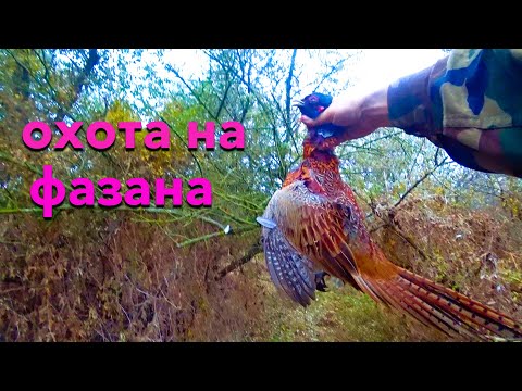 Видео: Охота в кайф!  Охота на фазана!! Дичь есть!!!