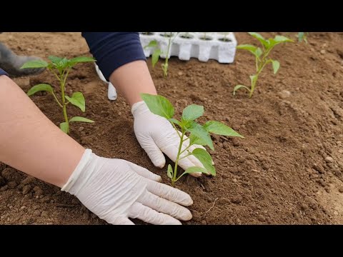 Видео: Соблюдайте эти условия – Как вырастить здоровую и качественную рассаду перца?