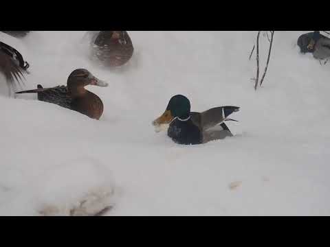 Видео: Кряквы на склоне