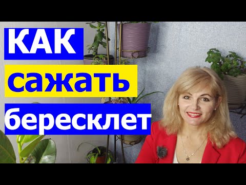 Видео: Бересклет Форчуна. Как посадить бересклет. ПОСАДКА ВЕЧНОЗЕЛЕНОГО РАСТЕНИЯ