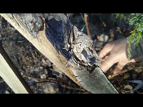 Видео: ЗАКАНЧИВАЮ ОБРЕЗКУ МАТОЧНИКОВ МЕТЕЛЬЧАТОЙ ГОРТЕНЗИИ.!!