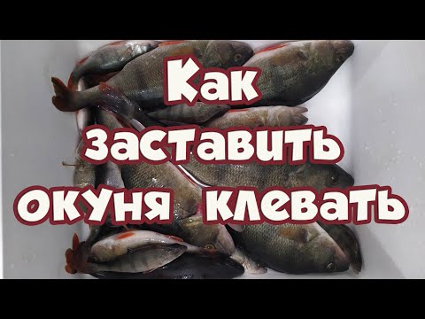 Видео: Как ЗАСТАВИТЬ ОКУНЯ КЛЕВАТЬ !!! Рабочий СПОСОБ Ловли Окуня зимой КОГДА не КЛЮЁТ !!!