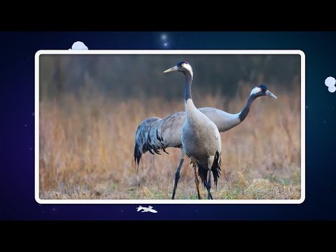 Видео: ☀️С добрым утром, малыши! Зачем кольцуют птиц? - Тайны шести континентов