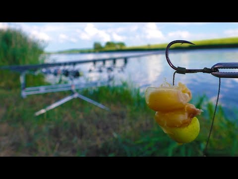 Видео: Вот это рыбы клюют на кукурузу.. Ловля карпа и амура под камышом! Рыбалка с ночёвкой