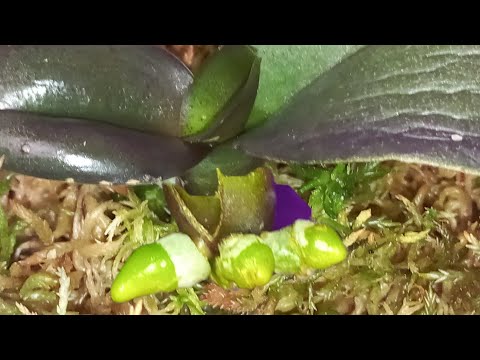 Видео: 100% Успех Реанимации Орхидей с двумя Вкусняшками