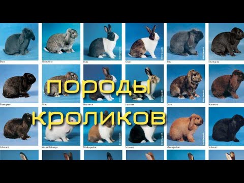 Видео: ПОРОДЫ КРОЛИКОВ. КАКИХ КРОЛИКОВ РАЗВОДИТЬ. РАЗВЕДЕНИЕ КРОЛИКОВ НА МЯСО И ШКУРКУ.