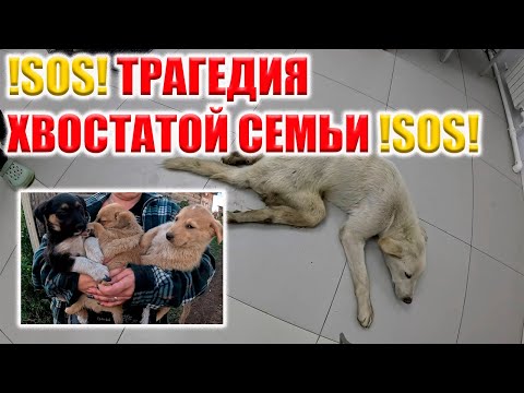 Видео: НЕЛЬЗЯ ПРОЙТИ МИМО ТАКОГО!! СПАСЕНИЕ ХВОСТАТОЙ СЕМЬИ ИЗ ТУНЕЛЯ! НУЖНА ВАША ПОМОЩЬ!
