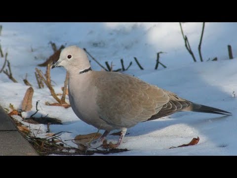 Видео: Где живут кольчатые горлицы зимой?