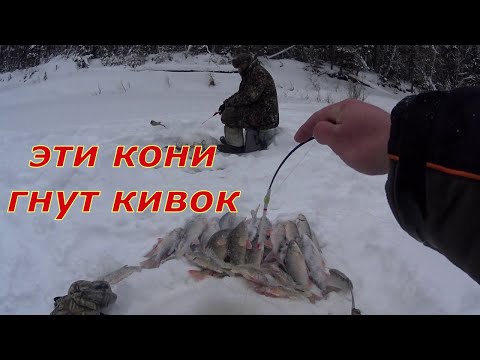 Видео: Они гнут кивок. Раздача на таёжной реке.