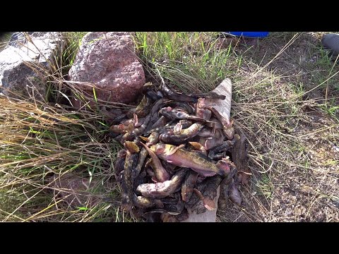 Видео: Як піймати багато бичка, найпростіший спосіб