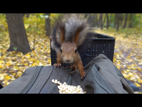Видео: Белки. В парке сыро. Зарисовка / Squirrels. It's damp in the park. The sketch