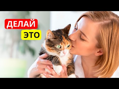 Видео: Как СКАЗАТЬ КОШКЕ, что ВЫ её ЛЮБИТЕ на понятном ей языке ❤️