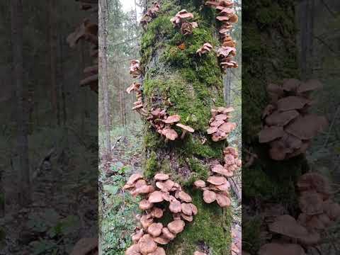 Видео: #mashroom #грибы #опята #иваново