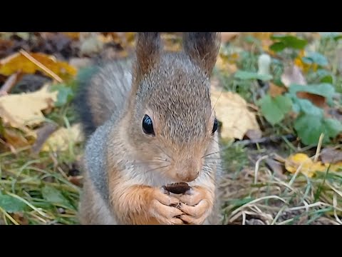 Видео: Поболтали Немного 😂С 🐿️😂❤️#squirrel #animals #cute #sun #reels #rek #comedy #shortvideo #shorts 