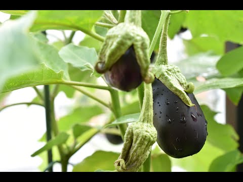 Видео: Рассада баклажанов – выращивание