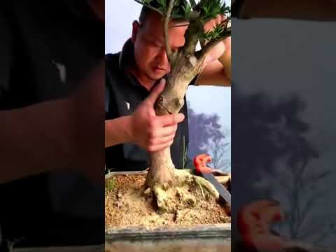 Видео: Бонсай подокарпус. Как согнуть толстый ствол???🤔