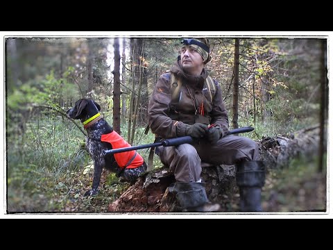 Видео: ХОДОВАЯ ОХОТА С КУРЦХААРОМ В ПОДМОСКОВНЫХ ЛЕСАХ