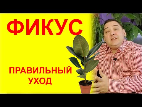 Видео: Фикус Уход в домашних условиях