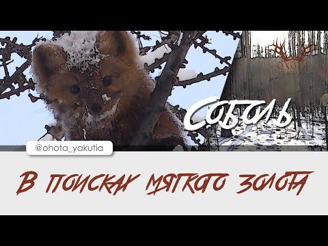 Видео: В поисках мягкого золота. Соболь.
