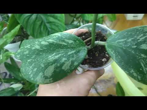 Видео: Пополнение в цветочной коллекции. Новинки.