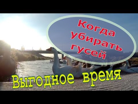 Видео: Лучшее время для забоя гусей // Мое хозяйство