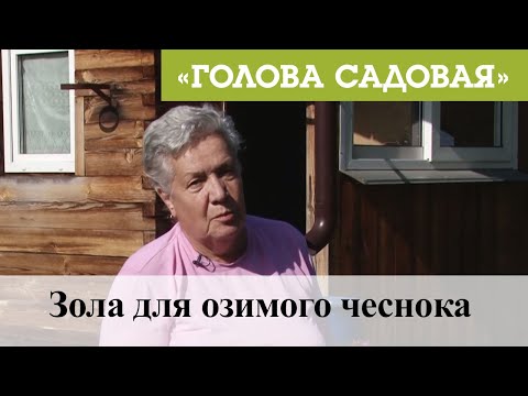 Видео: Голова садовая - Зола для озимого чеснока