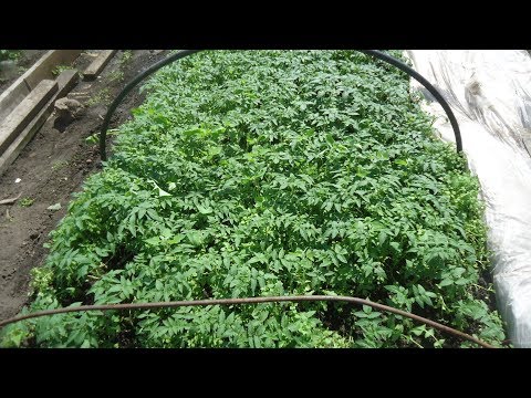 Видео: КАК ВЫРАСТИТЬ МНОГО РАССАДЫ ТОМАТОВ ДЛЯ ПРОДАЖИ, НЕ ИМЕЯ ТЕПЛИЦЫ. Часть 1. Ольга Чернова.
